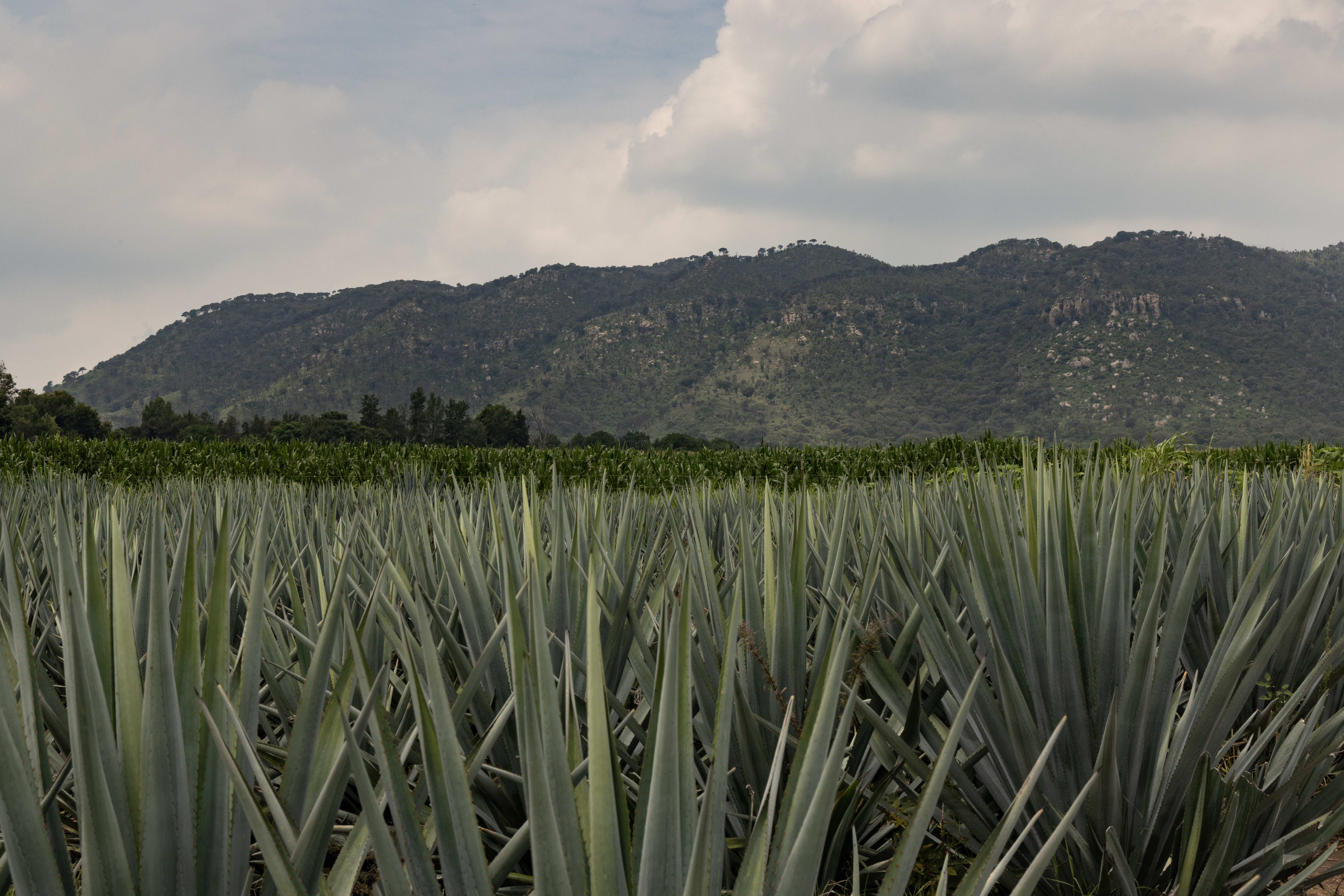 Agave Fields and Cerro del Tepopote